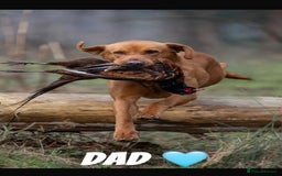 Labrador Retriever dogs for sale: Fox red Labrador puppies  - Image 16