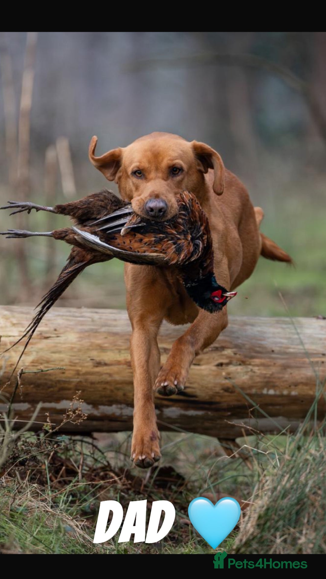 Labrador Retriever dogs for sale: Fox red Labrador puppies  - Image 16
