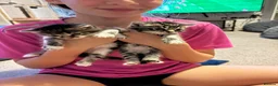 Mixed Breed cats for sale: 3 tabby 3 black and white - Advert 6