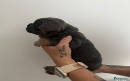 French Bulldog dogs for sale: Quality french bulldogs available to leave 🐾 - Image 23