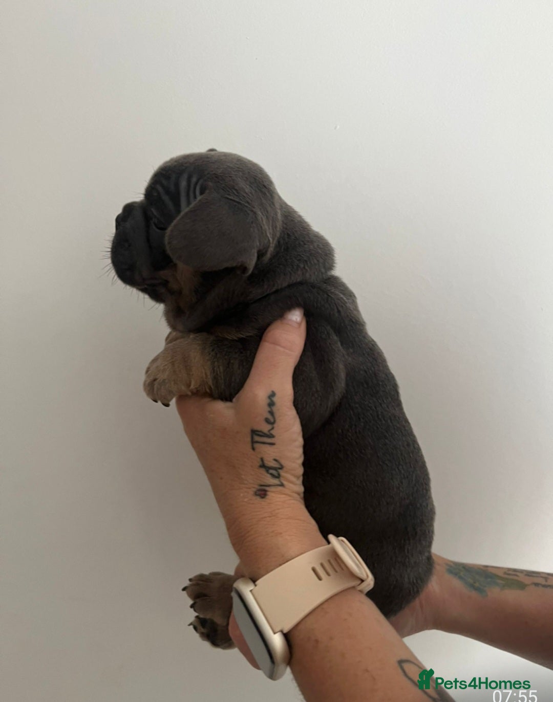 French Bulldog dogs for sale: Quality french bulldogs available to leave 🐾 - Image 23