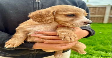 Cocker Spaniel dogs - Advert 11