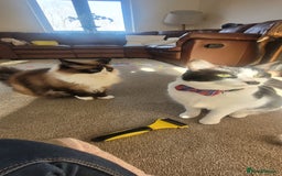 Mixed Breed cats for sale: Hella and Loki - Image 11
