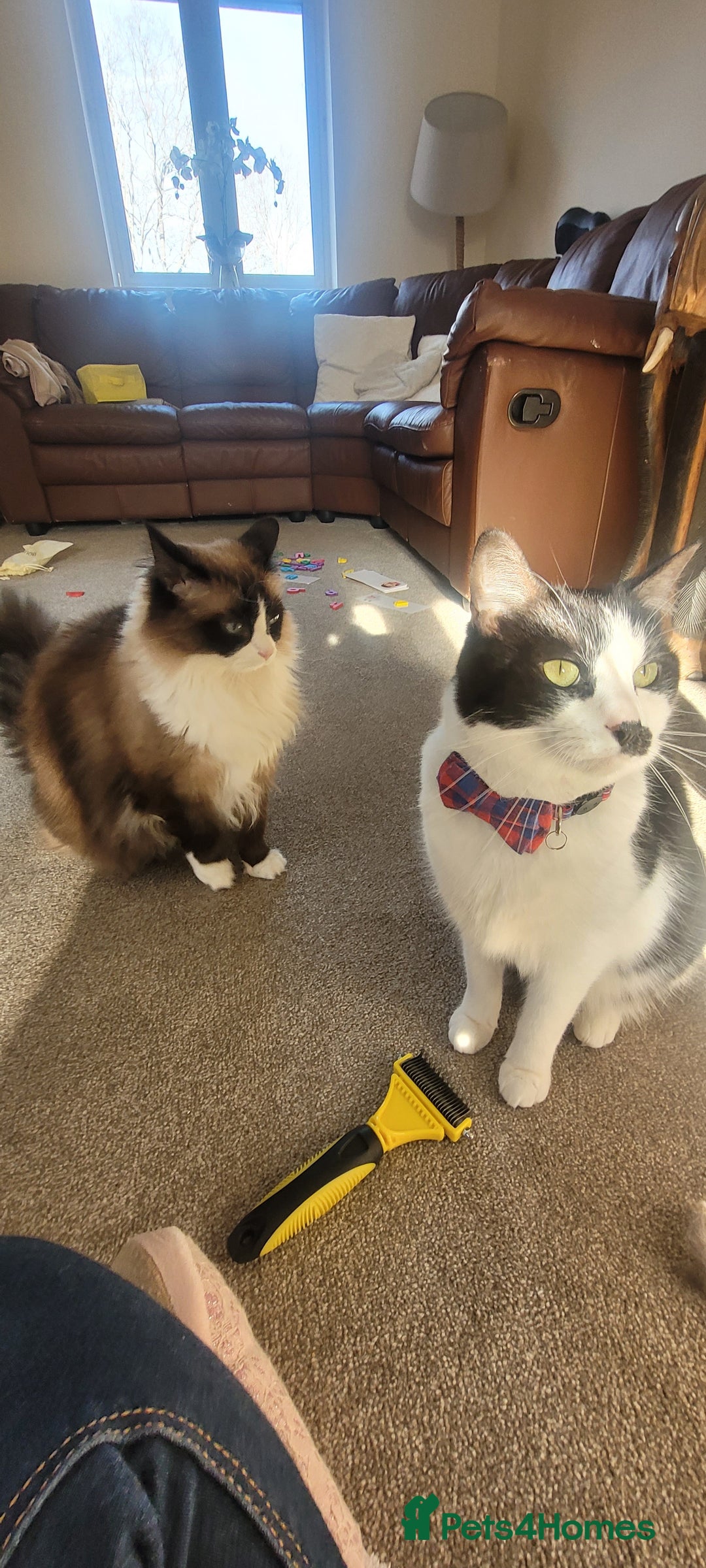 Mixed Breed cats for sale: Hella and Loki - Image 11