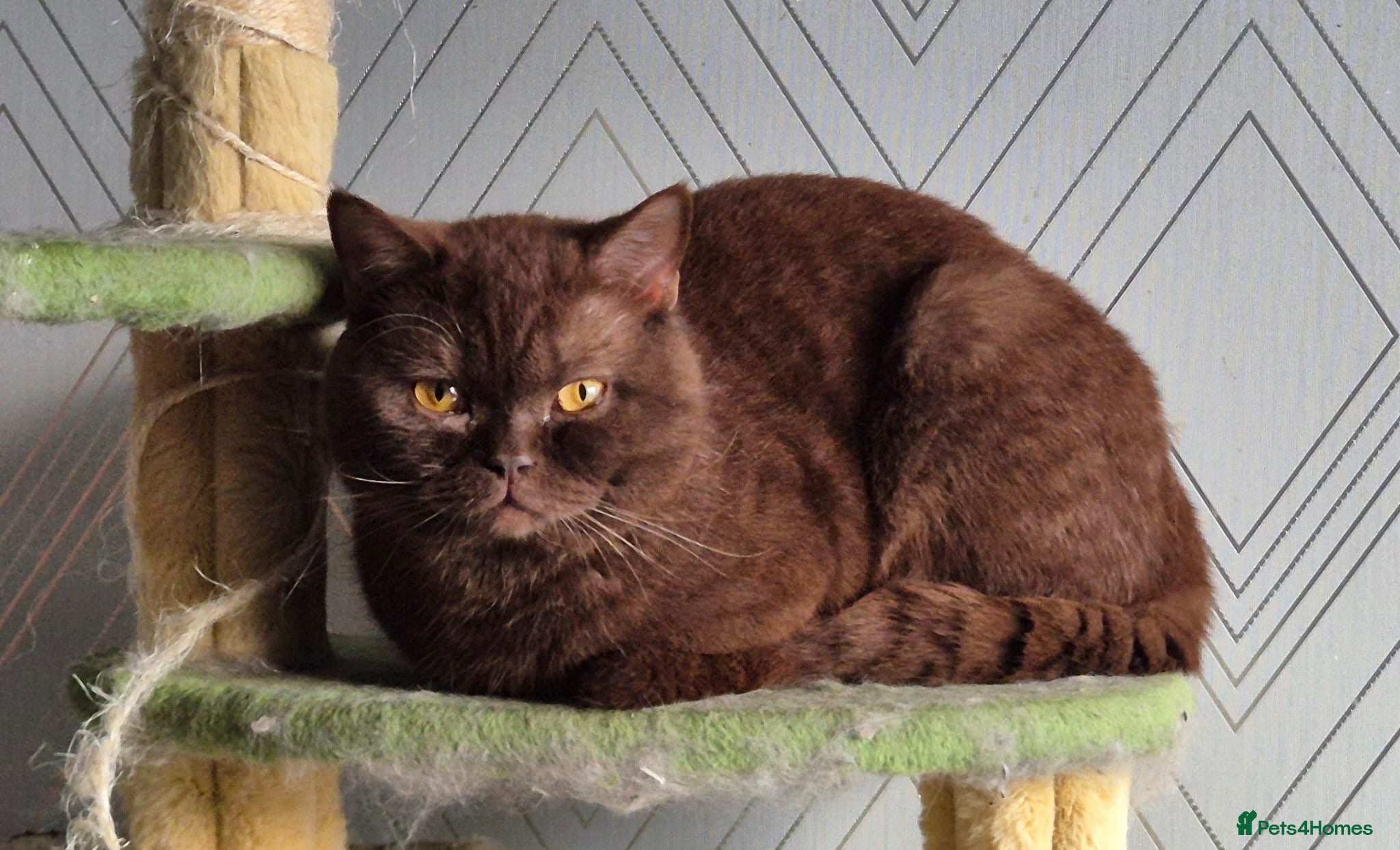 Mixed Breed cats British shorthair X ragdoll - Advert 1