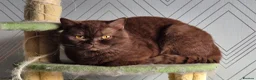 Mixed Breed cats for sale: British shorthair X ragdoll in Motherwell - Advert 1