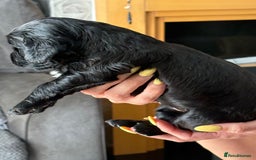 Cocker Spaniel dogs for sale: Working Cocker Spaniel Puppies - Image 6