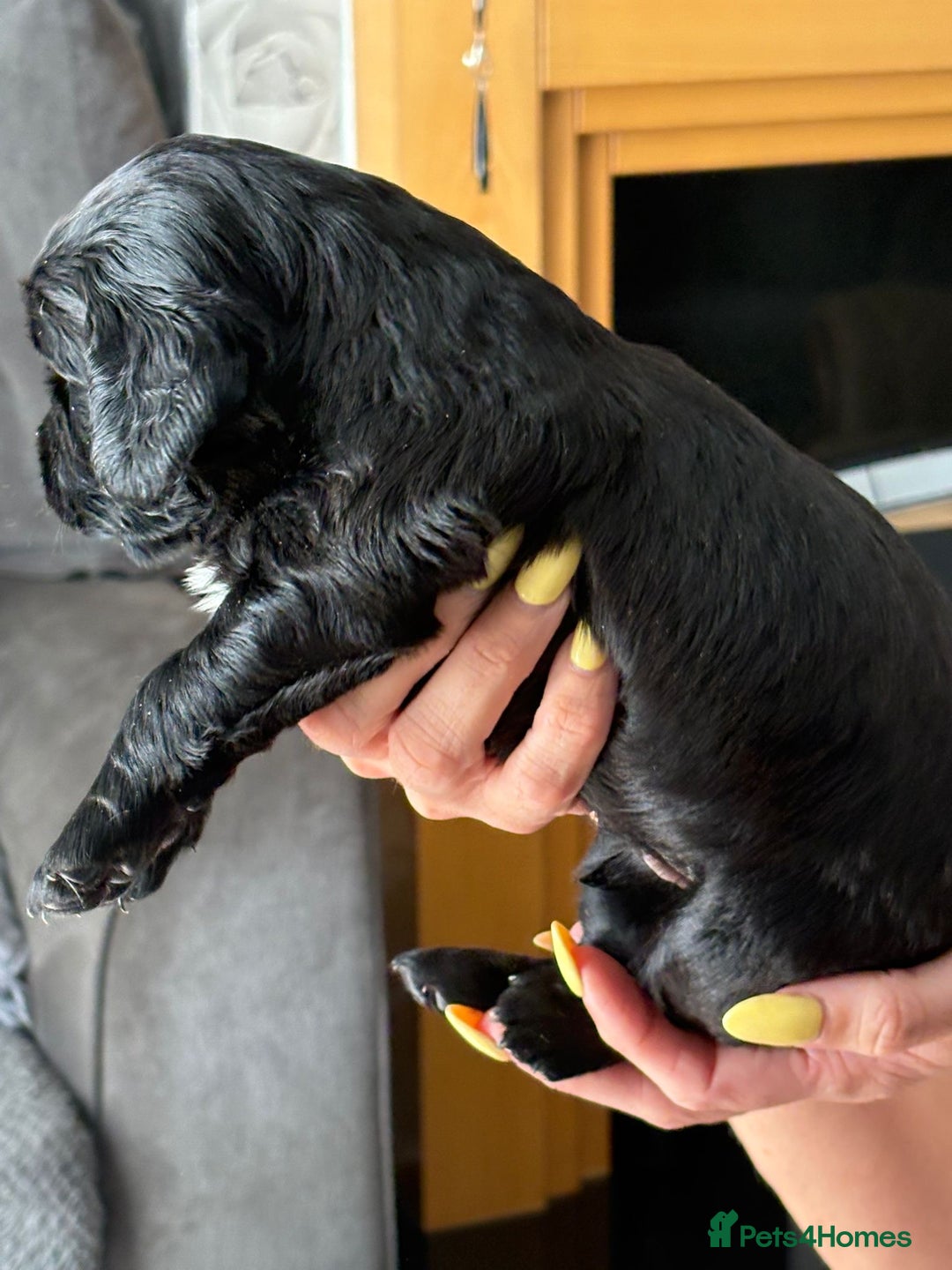 Cocker Spaniel dogs for sale: Working Cocker Spaniel Puppies - Image 6
