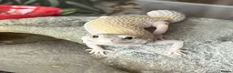 Leopard Gecko reptiles for sale: Female Leopard gecko - Advert 3