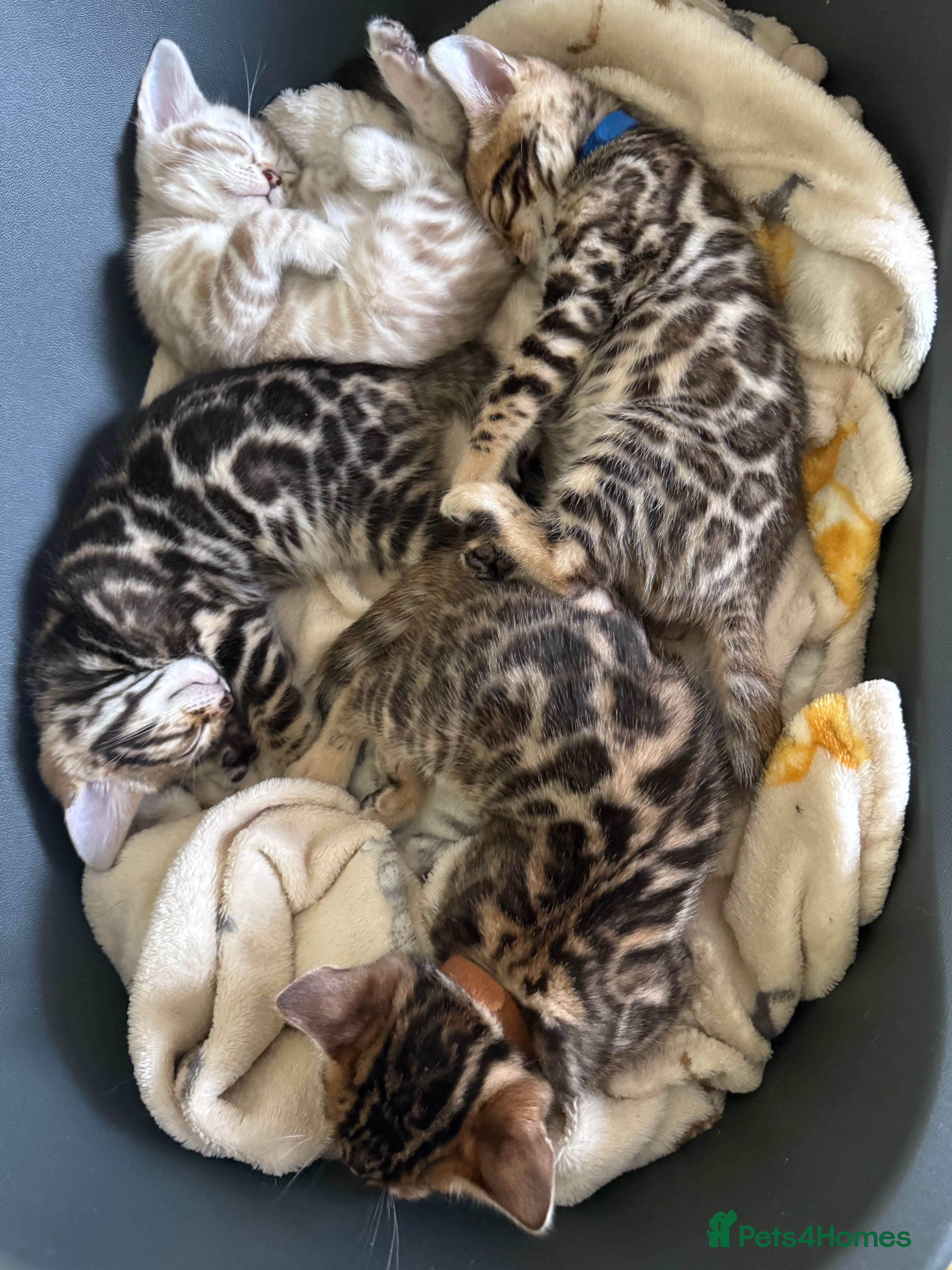 Bengal cats Stunning 🐾 Pedigree Bengal Kittens 🐆 TICA Reg - Advert 11