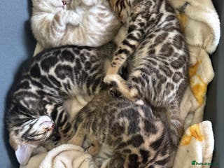 Bengal cats Stunning 🐾 Pedigree Bengal Kittens 🐆 TICA Reg - Advert 11