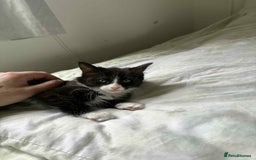 Persian cats for sale: Half persian kitten - Image 3