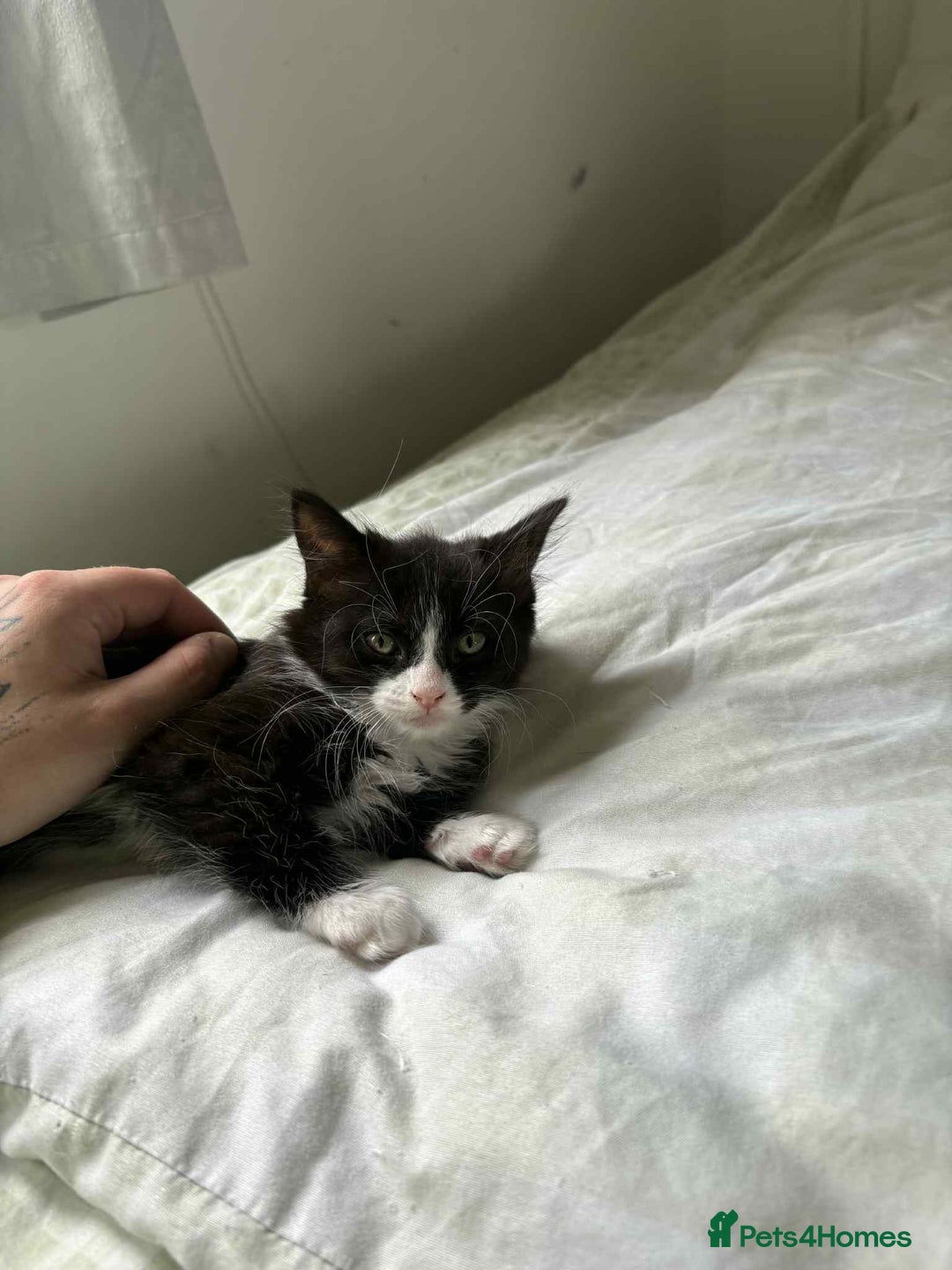 Persian cats for sale: Half persian kitten - Image 3