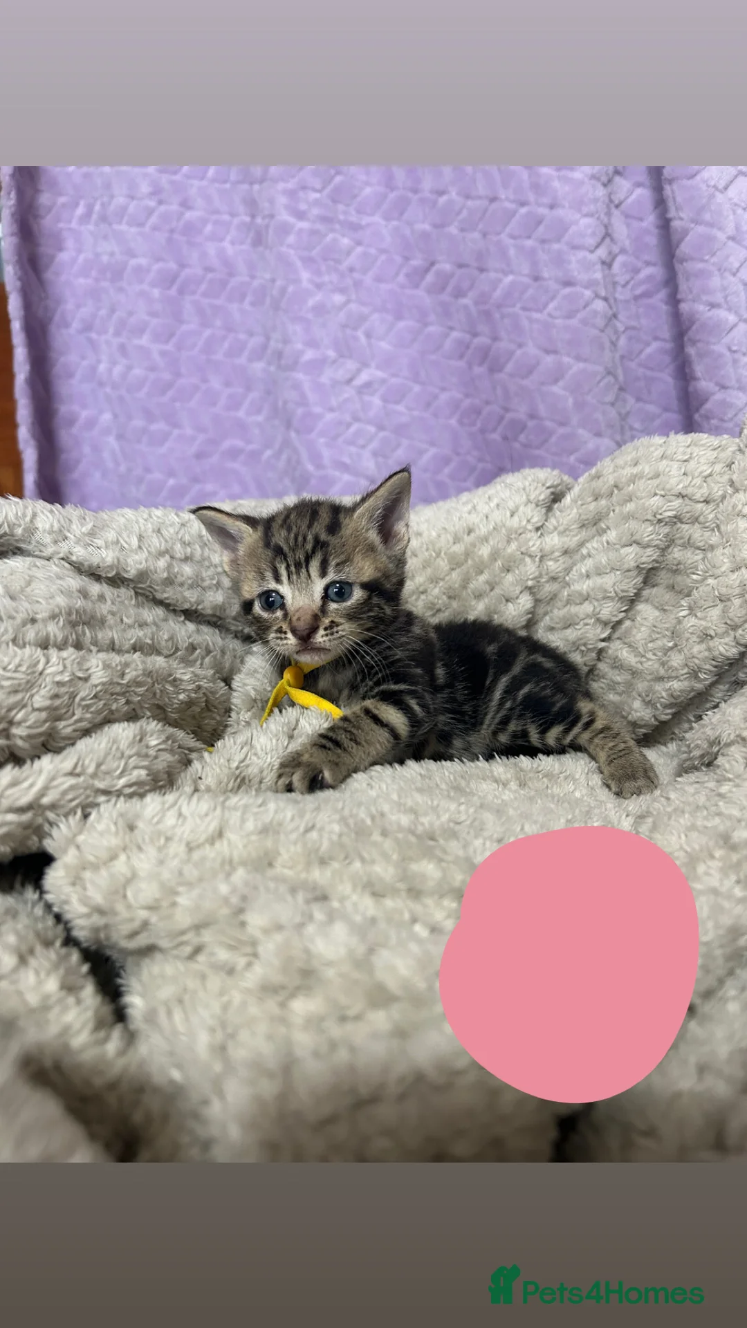 Domestic Shorthair cats for sale: kittens  - Advert 2