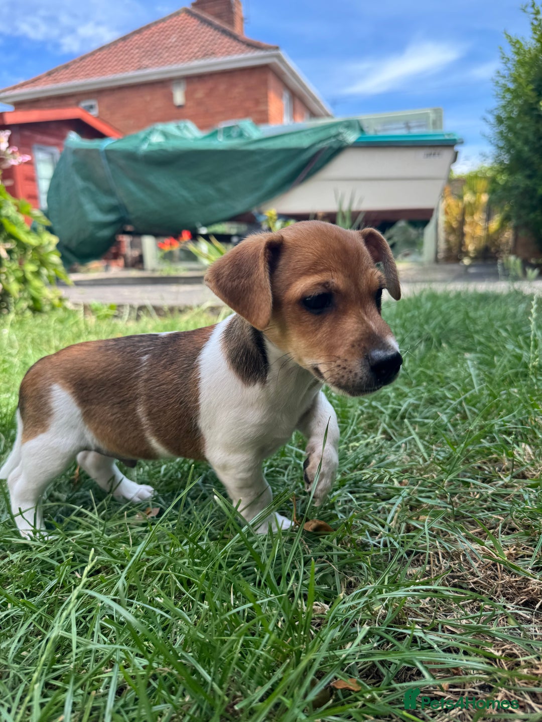 Jack Russell dogs for sale: 5 Available: Jack Russell Puppies. 2 Girls, 3 Boys - Image 13
