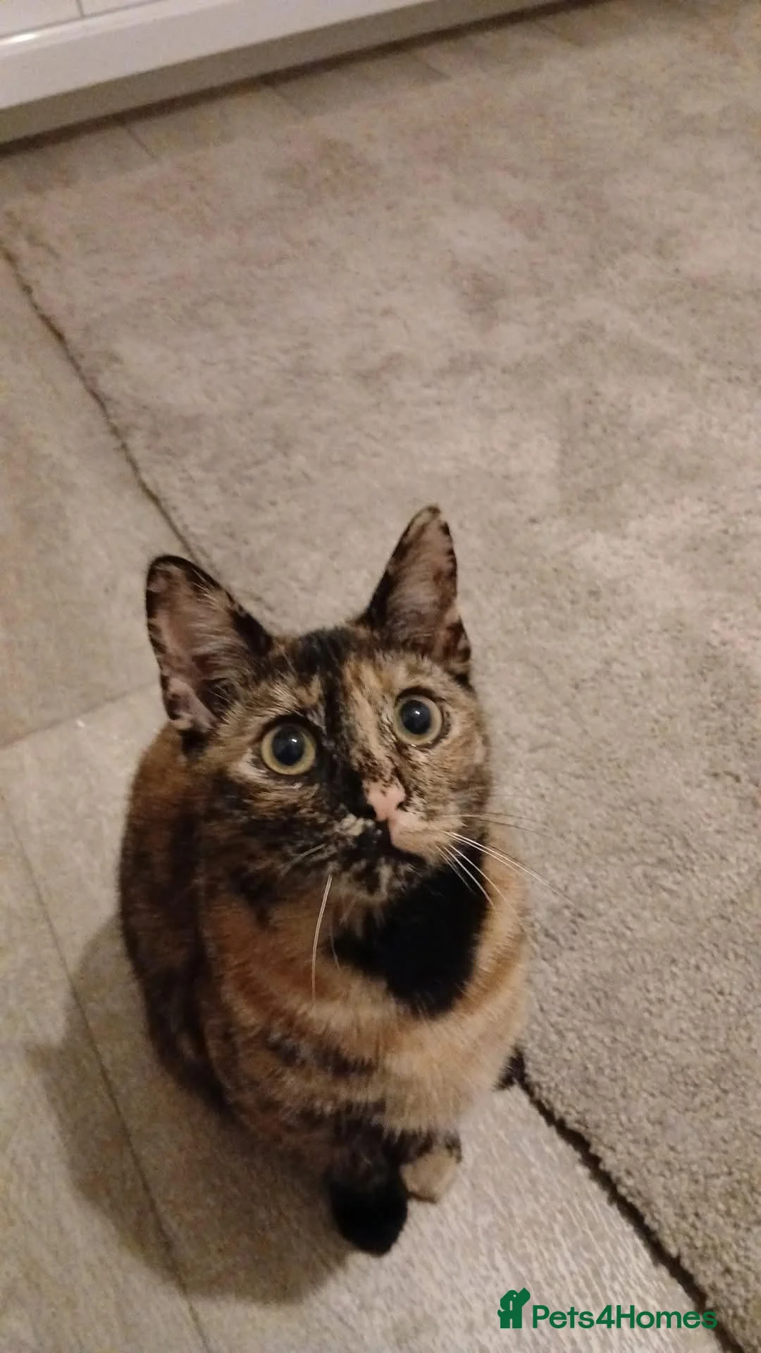 Mixed Breed cats for sale: Ready from 23rd Oct  - Advert 1