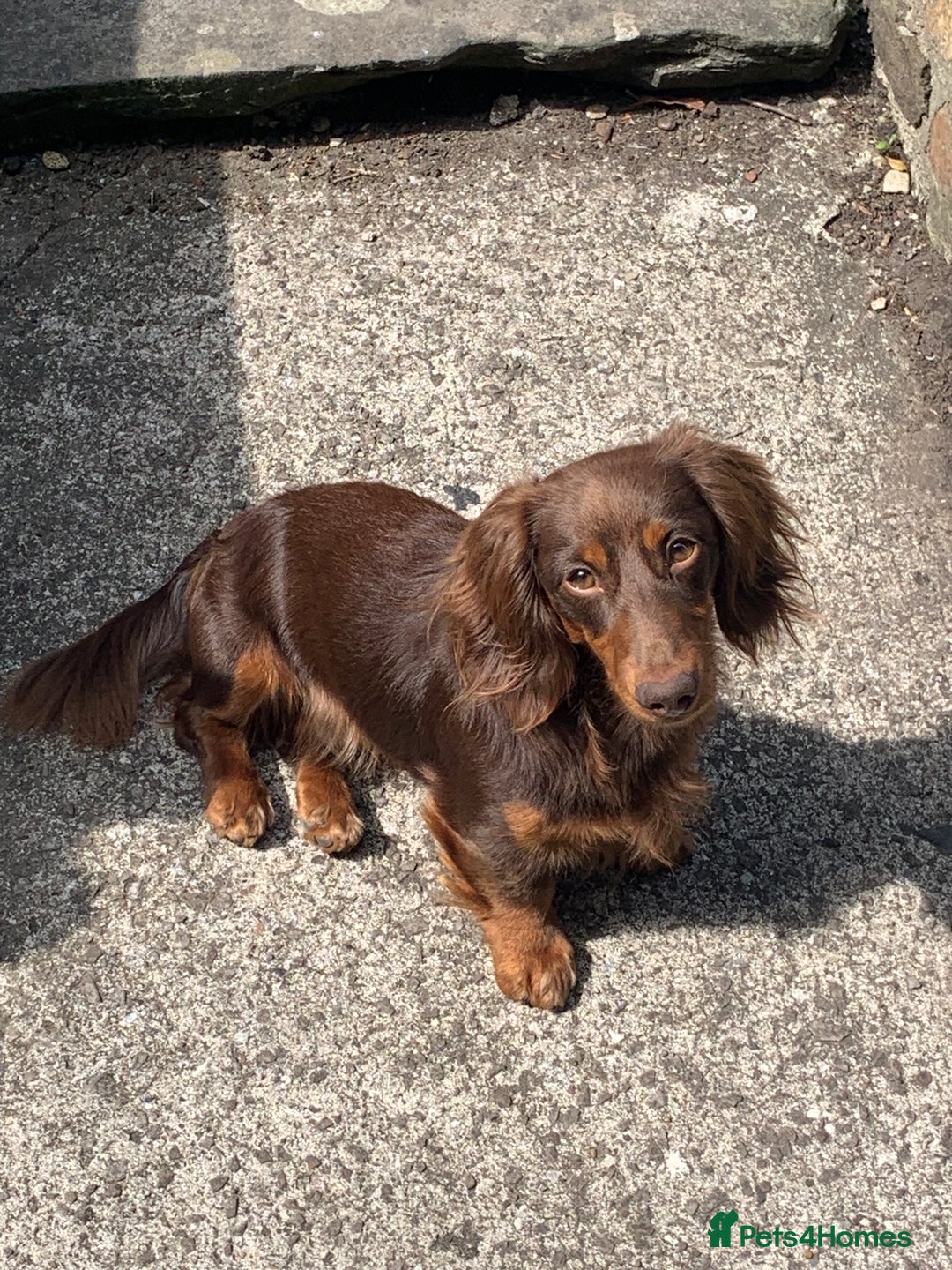 Miniature Dachshund dogs for stud: Rolo the long haired dachshund  in Pentre - Image 11