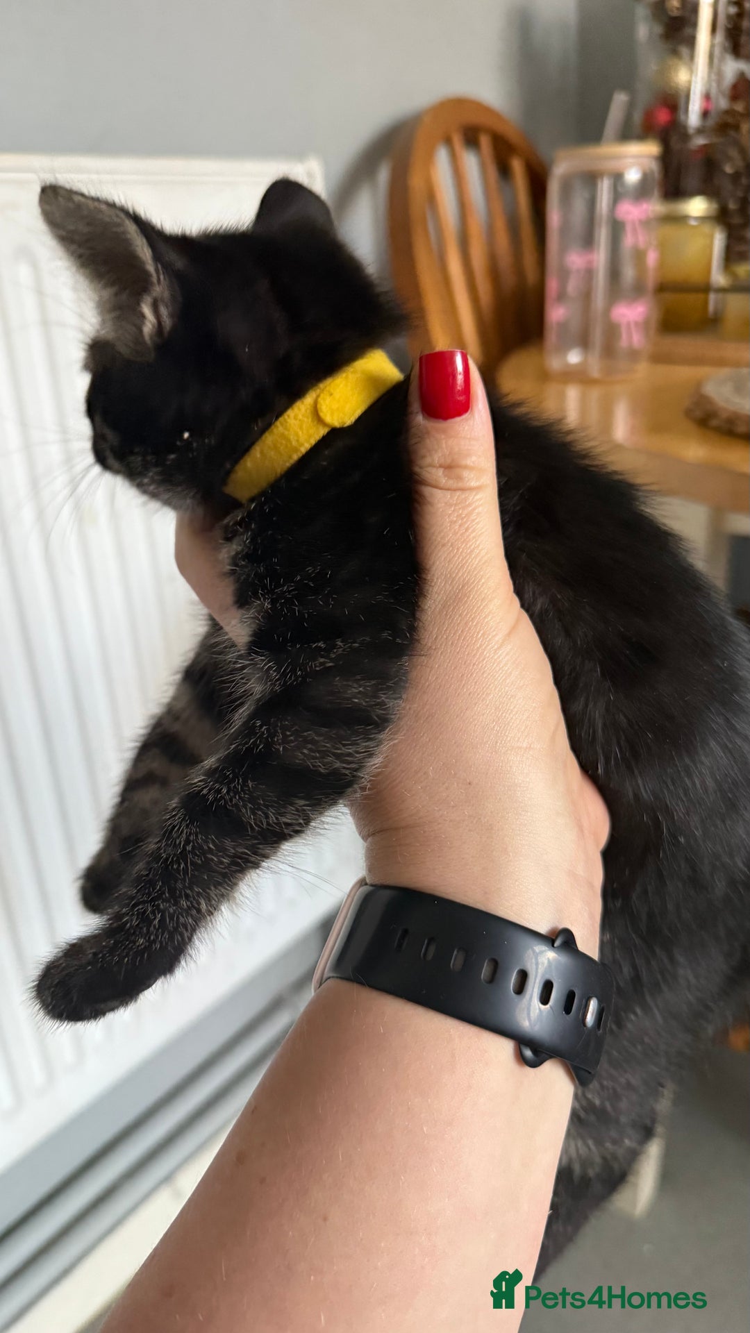 Mixed Breed cats for sale: Mixed bengal kittens - Advert 20