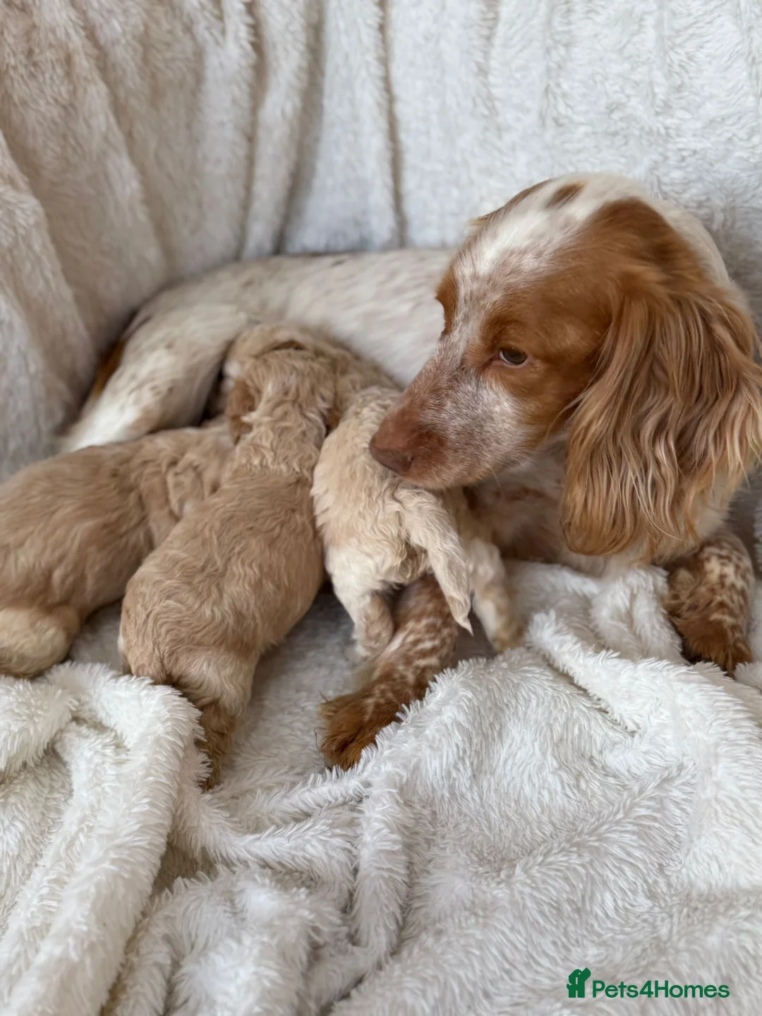 Cockapoo dogs for sale: F1 red and apricot Cockapoo puppies - Advert 11