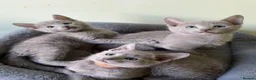 Russian Blue cats for sale: TICA 5* pedigree Russian blue kittens  - Advert 12