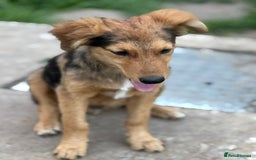 Mixed Breed dogs for adoption: JASPER - a Superb Puppy Boy, for a Loving Home - Image 27