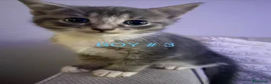Boy 3