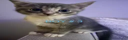 Mixed Breed cats for sale: Lovely little kittens in Boston - Advert 28