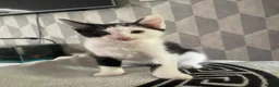 Mixed Breed cats for sale: Kitten ready to leave  - Advert 3