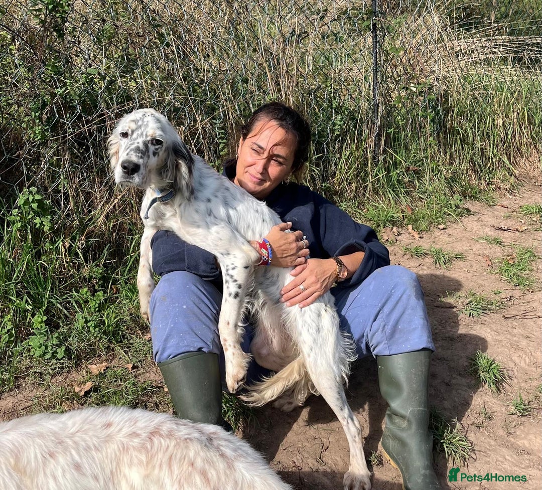 English Setter dogs for adoption: Gela  - Image 1