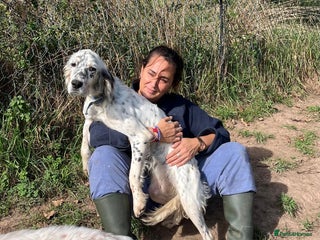 English Setter dogs - Advert 2