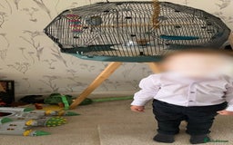 Budgerigars birds for sale: Female budgies - Image 3