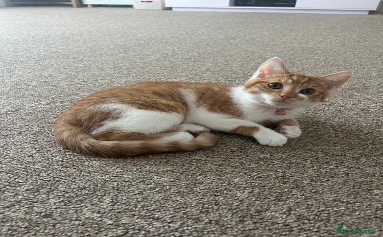 Domestic Shorthair cats - Advert 1
