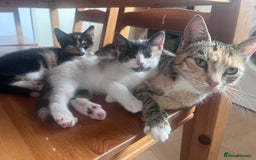 Mixed Breed cats for sale: Beautifully unique kittens - Image 15