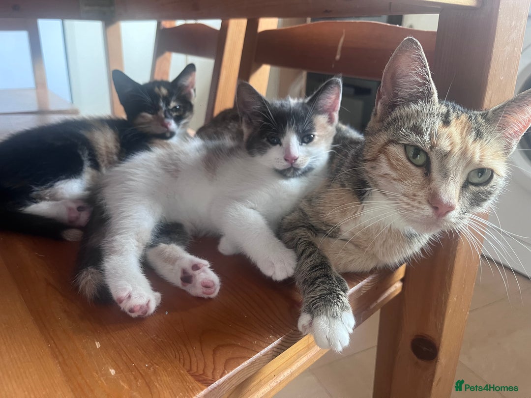 Mixed Breed cats for sale: Beautifully unique kittens - Image 15