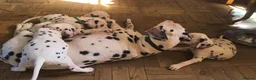 Dalmatian dogs for sale: 2 KC dogs and bitches looking for forever homes. - Advert 3