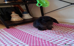 Mini Lop rabbits for sale: 9 week old black boy - Image 8