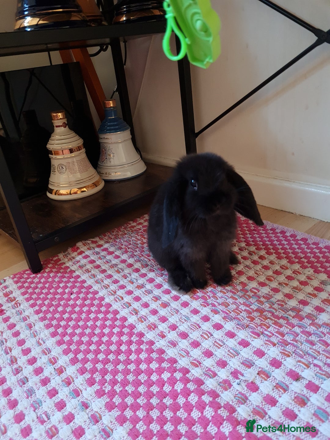 Mini Lop rabbits for sale: 9 week old black boy - Image 8