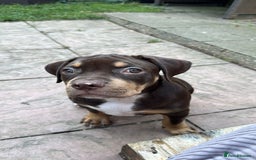 American Bully dogs for sale: Standard American Bully Pups (NOT XL) - Image 3