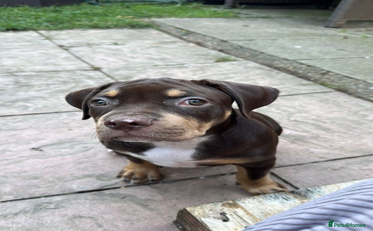 American Bully dogs - Advert 9