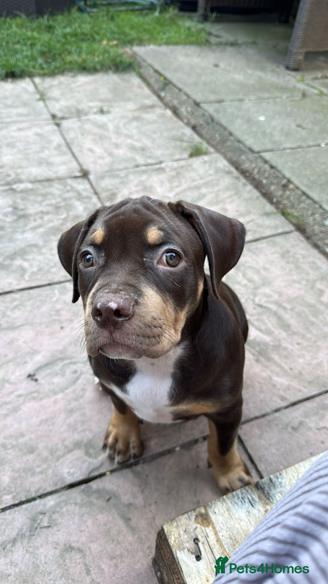 American Bully dogs for sale: Standard American Bully Pups (NOT XL) - Image 3