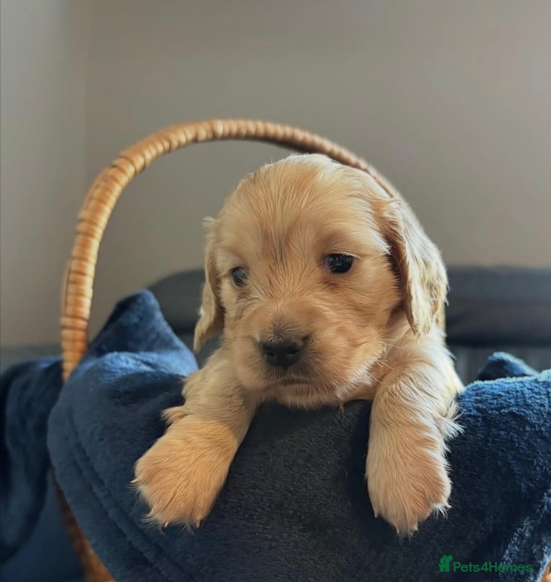 Miniature Dachshund dogs for sale: KC Cream Long Haired Miniature Dachshunds - Advert 5