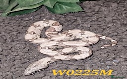 Boa Snake reptiles for sale: CB2025 Sharp Snowglow/anery/ghost - Image 4