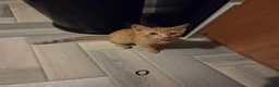 Domestic Shorthair cats for sale: Ginger male 16 weeks old  in Dumbarton - Advert 2