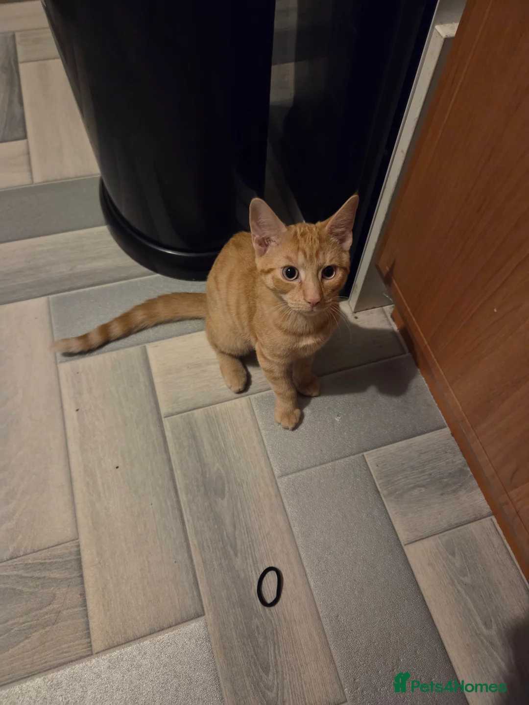 Domestic Shorthair cats for sale: Ginger male 16 weeks old  in Dumbarton - Advert 2