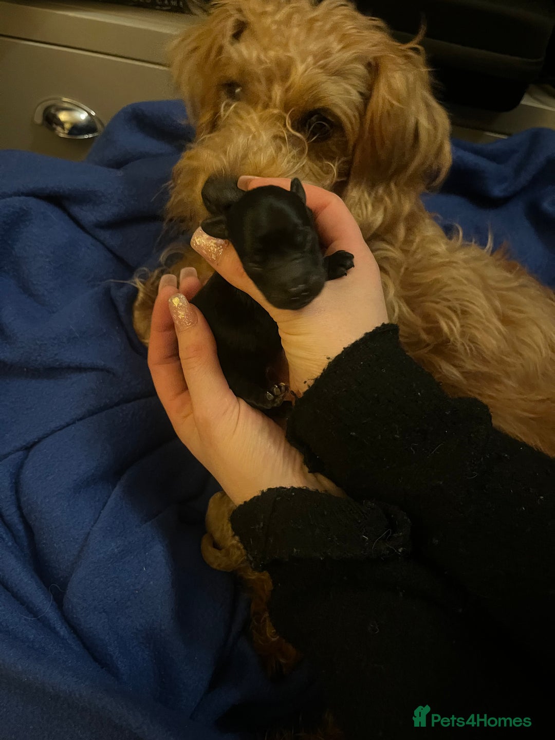 Jackapoo dogs for sale: Gorgeous little Jackapoo pup for sale  - Advert 8