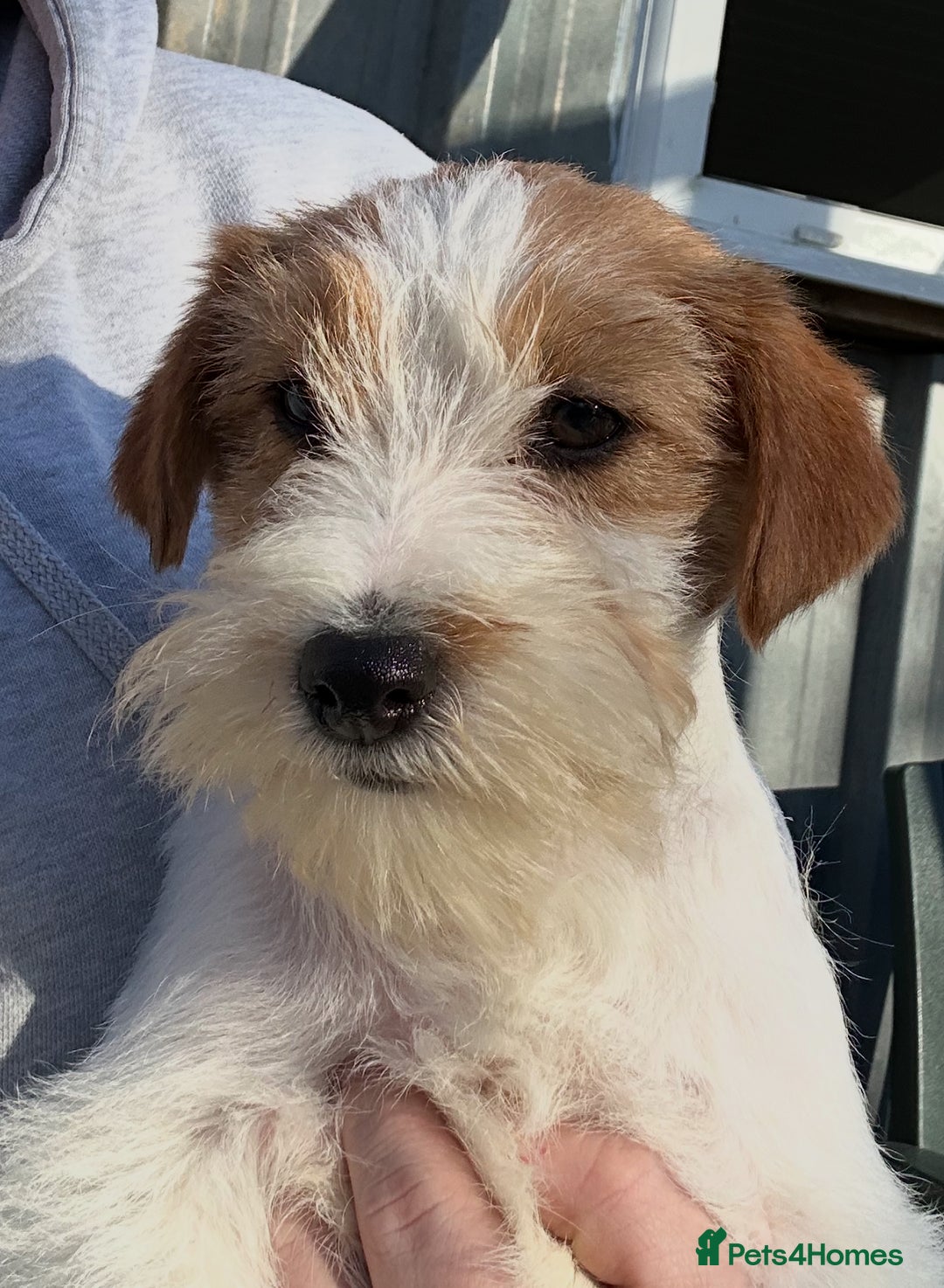 Jack Russell dogs for sale: Show quality Jack Russell Terrier - Advert 1