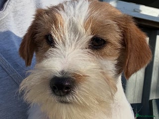 Jack Russell dogs Show quality Jack Russell Terrier - Advert 1