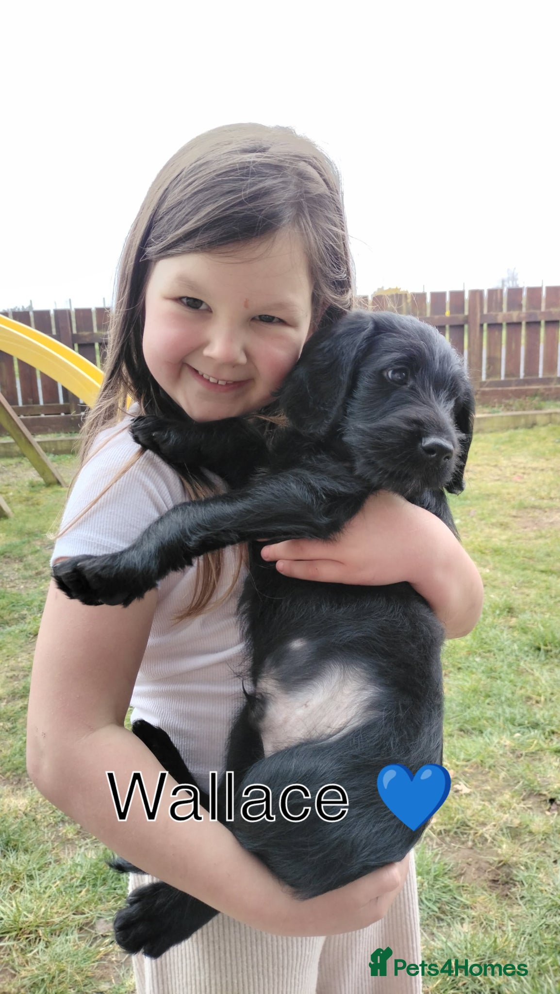 Labradoodle dogs F1 Standard Labradoodle Puppies - Advert 8