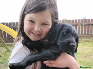 Labradoodle dogs F1 Standard Labradoodle Puppies - Advert 8