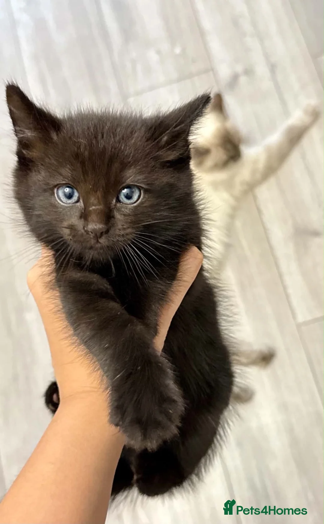 Ragdoll cats for sale: Kittens mix of Ragdoll and York chocolate.🐈‍⬛🐾 - Advert 2